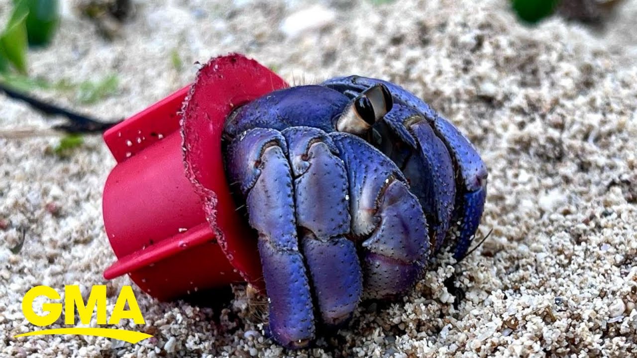 Photographer saves hermit crabs living in ‘beach trash homes’, sparks ...