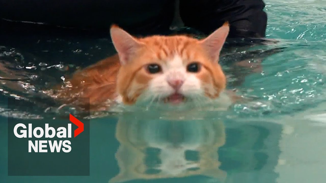 Fat cat "Peaches" makes splash on TikTok over weight loss routine The