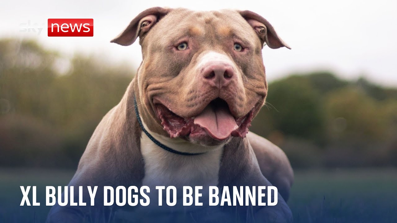 BREAKING XL Bully dogs to be banned in England & Wales The Global Herald