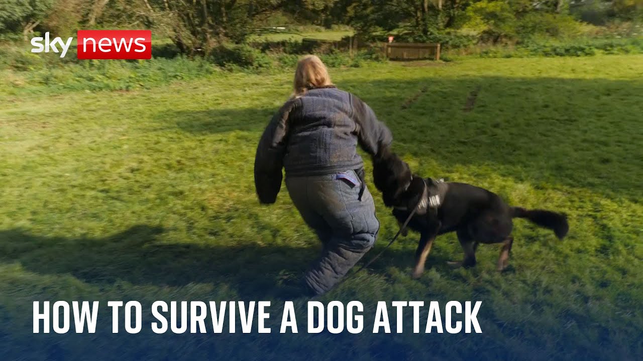 What's the best way to survive a dog attack? The Global Herald