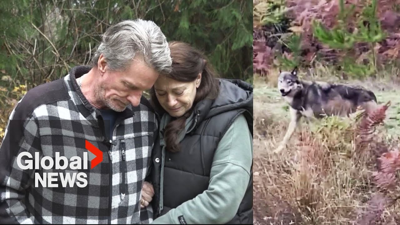 Concern grows over Vancouver Island wolfdog after family pet killed