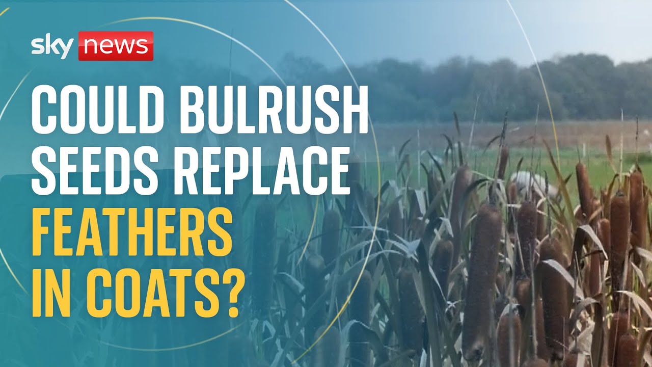 Could these seeds replace feathers in down jackets? The Global Herald