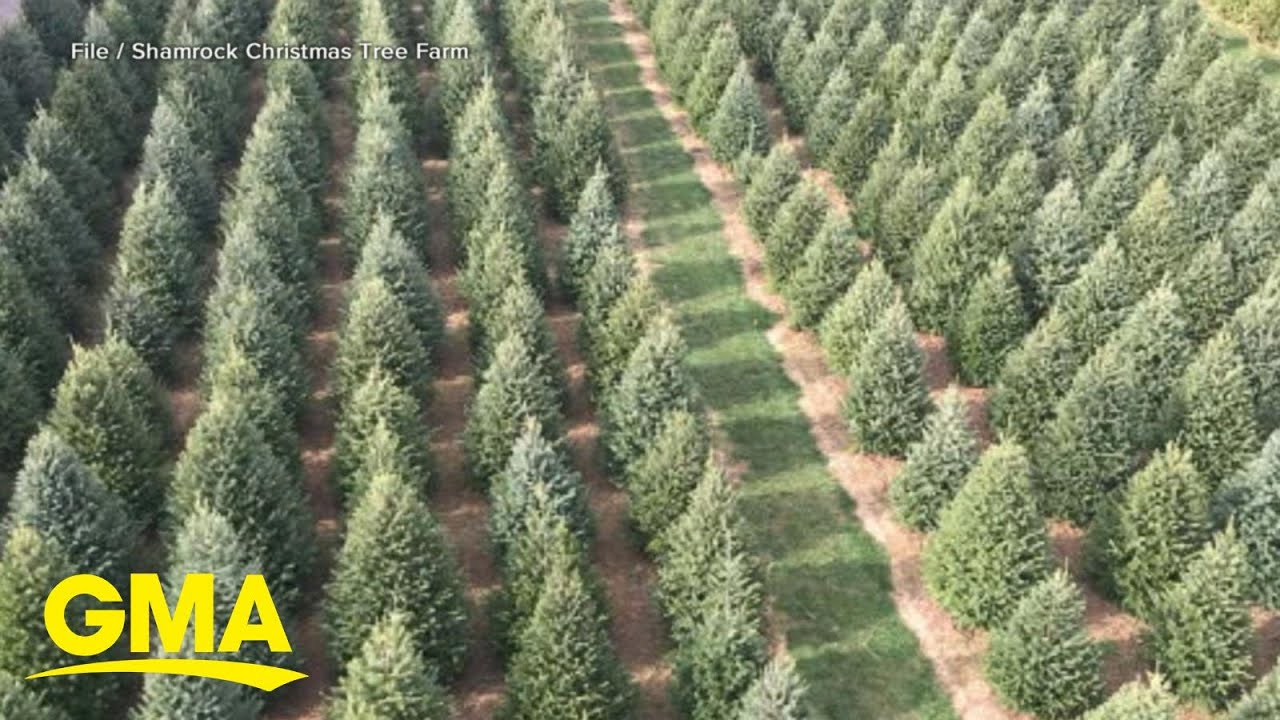 Christmas tree shortage hits parts of US The Global Herald