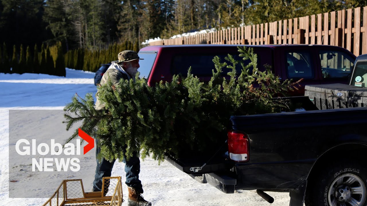 Are Christmas trees in shortage again? What Canadian growers say The