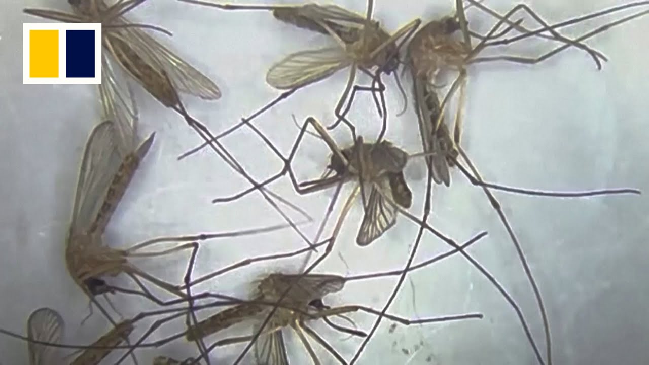 Meet the man trying to stop dengue fever surge in Bangladesh - The ...