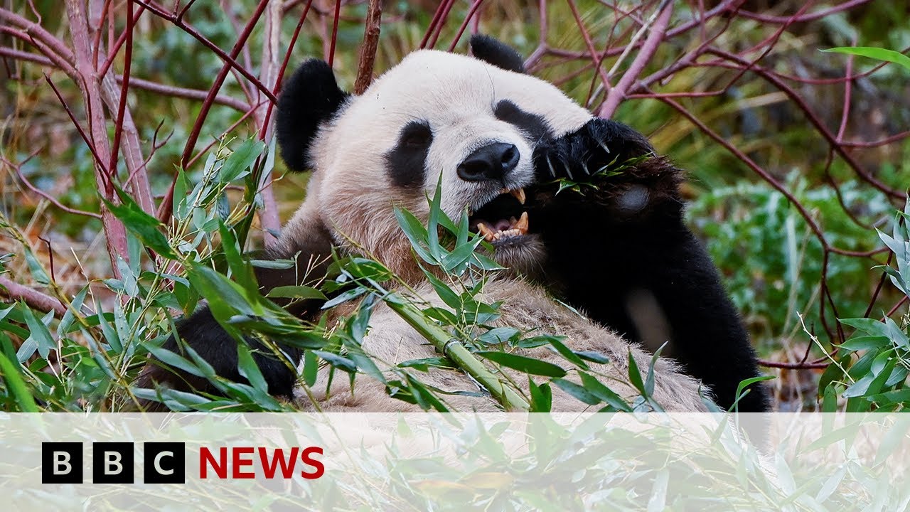 Edinburgh Zoo S Giant Pandas Prepare To Return To China Bbc News Edinburgh Zoo S Giant Pandas Prepare To Return To China Bbc News