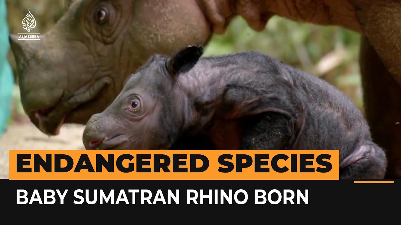 Endangered Sumatran baby rhino born | AJ #shorts - The Global Herald