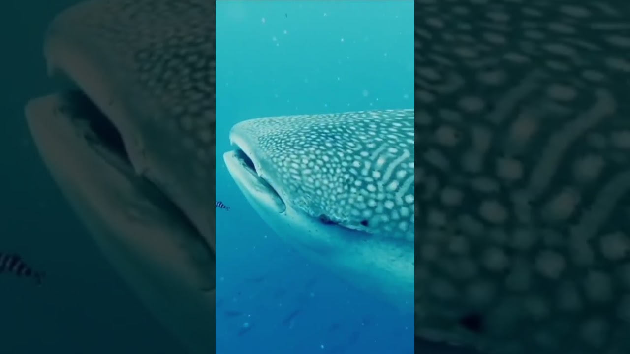 The world's largest variety of fish, the whale shark, makes a rare