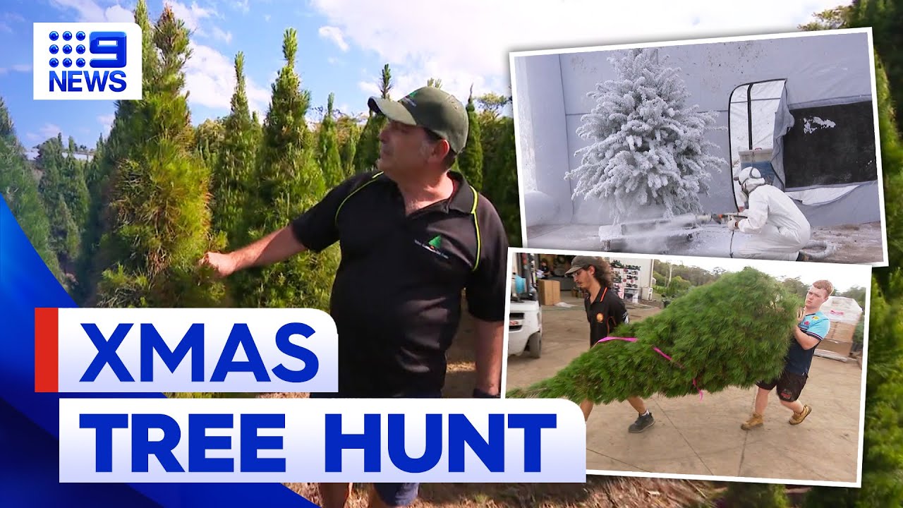 Christmas tree growers brace for the busy festive season 9 News