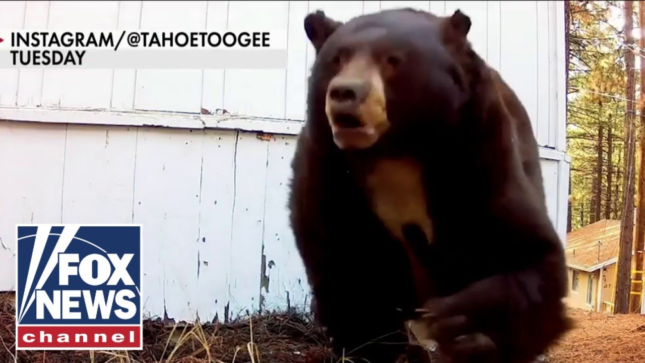WATCH Man evicts bear from crawl space with a paintball gun The