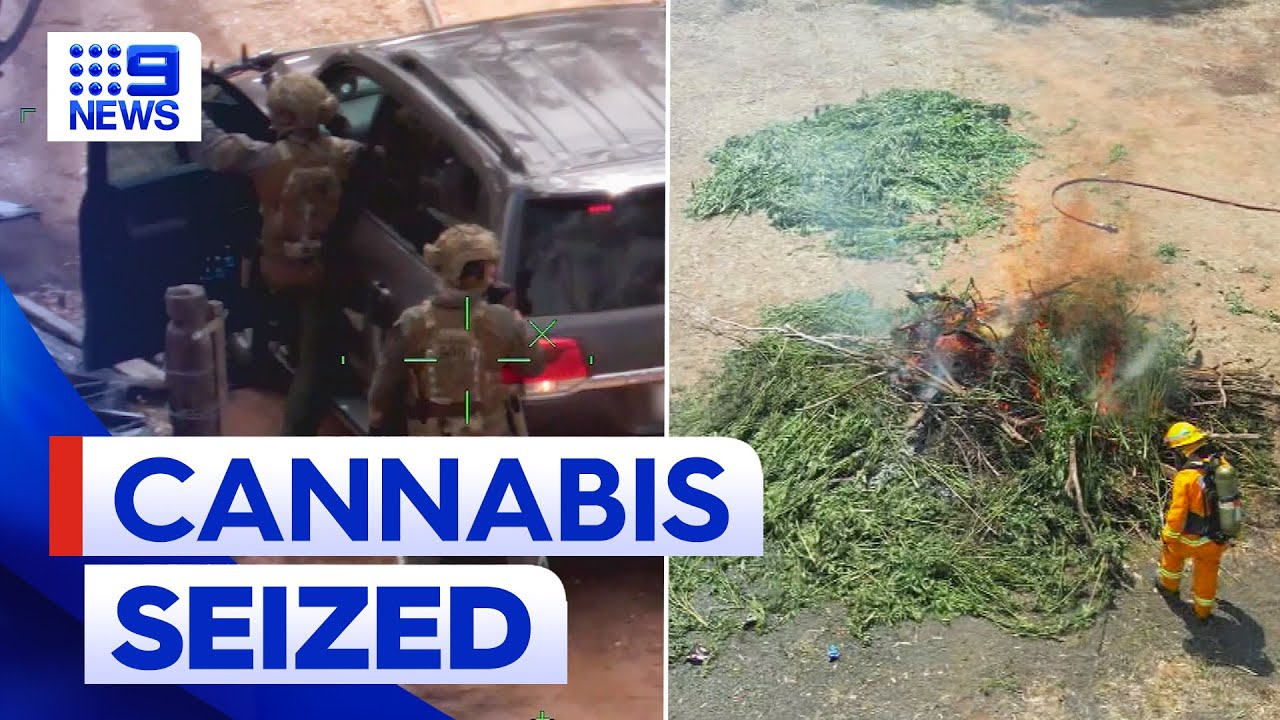 $11 million worth of cannabis seized by Victorian police | 9 News ...