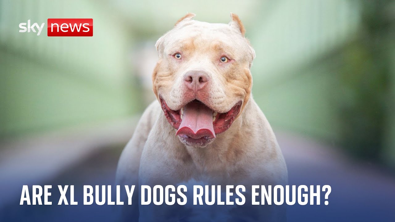 New rules come in for XL bully dogs but are they enough? The Global