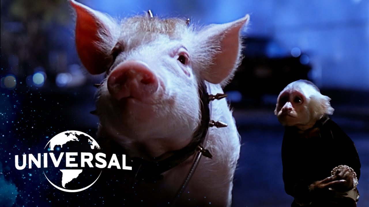 Babe Pig In The City Babe Escapes The Global Herald