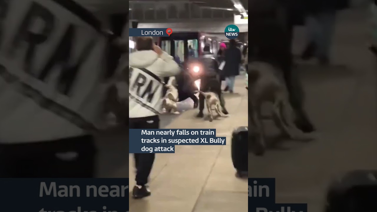 Man nearly falls on train tracks in suspected XL Bully dog attack # ...