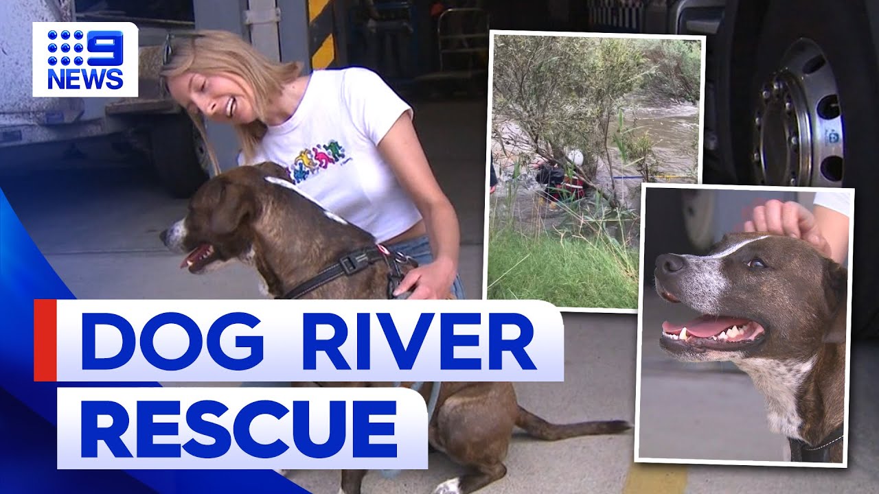 Woman dives into raging river to save her dog | 9 News Australia - The ...