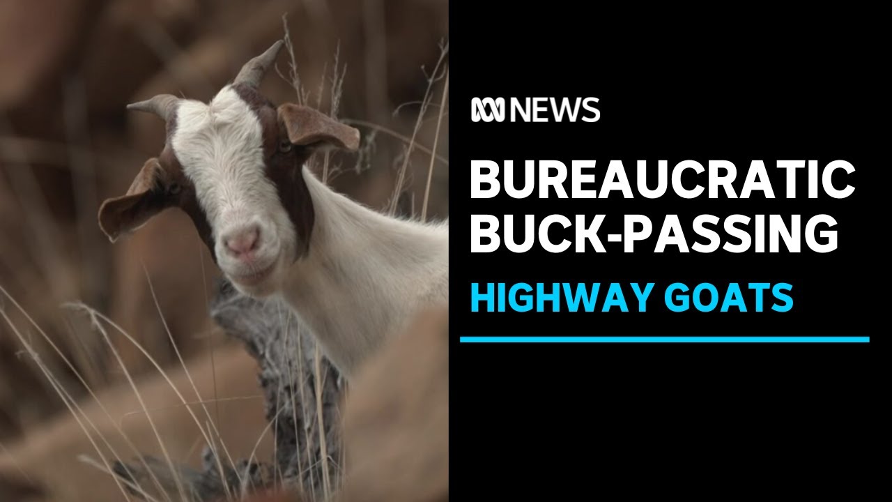 Feral goats on highway north of Hobart causing safety problems ABC