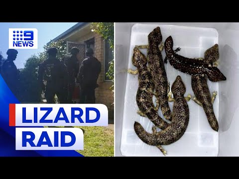 Alleged attempt to smuggle $1.2 million in native lizards | 9 News ...
