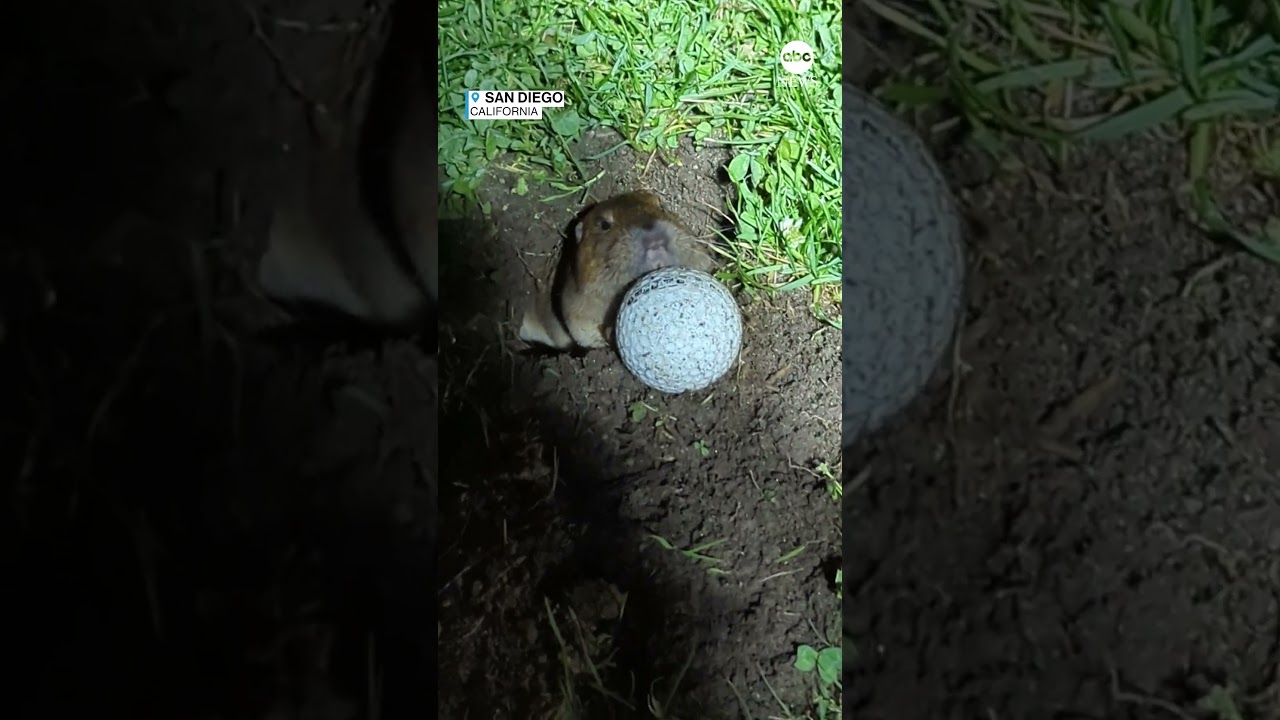 Gopher pushes golf ball out of hole in ‘reallife Caddyshack’ moment